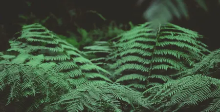 नेरेसो कञ्चनपुर जिल्ला शाखाले मर्सिकोर नेपालको सहयोगमा कंचनपुर जिल्ला दक्षिणी क्षेत्रका स्यालि, सुनवरा, वनरा , मछेलि र दोदा नदि प्रभावित कृष्णपुर नगरपालिका वडा नं. २ बनहरा, सत्यालफाटा, ४ वेलकुण्डि, ३ कटान र वडवैकाटोल, शुक्लाफाटा नगरपालिकावडा नम्बर २ ढकनिया, लक्ष्मीपुर, वडा नम्बर ३ पिपलाडि र जोनापुर, वडा नम्बर ११ कलुवापुर, वडा नम्बर १२ तिल्की, दुवहा र दमलपट्टि, लालझाडी गाउपालिका वडा नम्बर २ कञ्ज, वडा नम्बर ३ विचपट्टि, बल्मी, पर्सिया र नन्दगाँउ, वडा नम्बर ४ सिकलपट्टि, अग्लिपट्टि, चन्दापुर र खल्लाजाई समुदायहरु