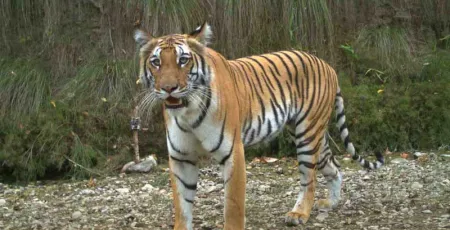 tiger