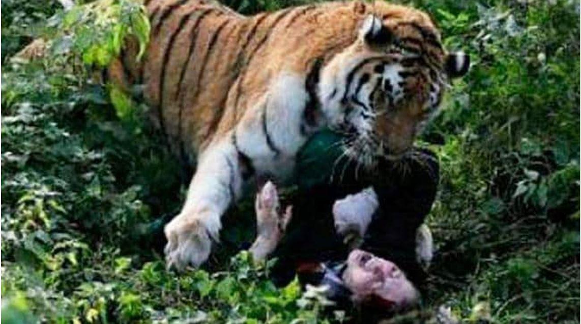 tiger