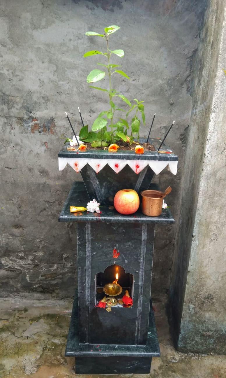 tulsi